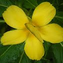 Common grass yellow butterfly