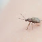 Imported long-horned weevil