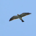 Mississippi Kite