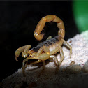 Scorpion