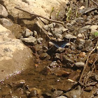 Red-spotted Purple