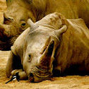 Rhinocerus