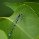 Taiga Bluet (male)