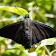 Mangrove Skipper