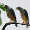 Roadside Hawks