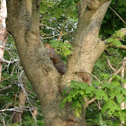 Eastern Gray Squirrel