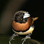 Chestnut-breasted Mannikin