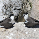 Sooty Tern