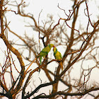 Rose-ringed Parakeet