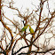 Rose-ringed Parakeet