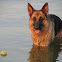 German Shepherd