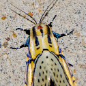 Hieroglyphic Moth