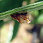 Tree Hopper