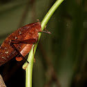 Dead-leaf Katydid