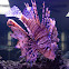 Red lionfish
