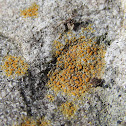 Firedot Lichens