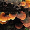 Rainbow shelf fungus
