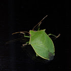 Green Stink Bug