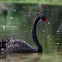Black Swan