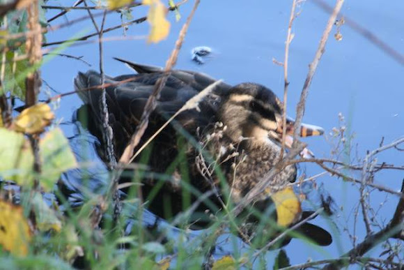 Spotting Image 1