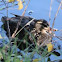 Pacific Black Duck