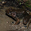 Green Frog