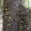 Turkey Tail