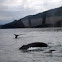 Humpback whale