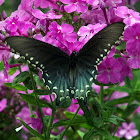 Pipevine Swallowtail (male)