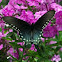 Pipevine Swallowtail (male)