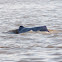 Amazon River Dolphin