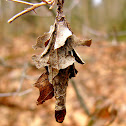 Bagworm Moth Case