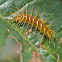 Orange Caterpillar