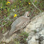 Chukar Partridge