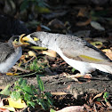 Noisy Miner