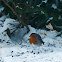 European Robin
