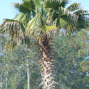 Palm Tree