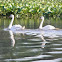 Mute Swan