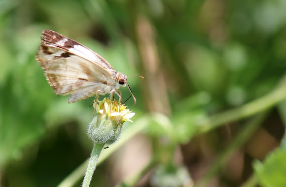 Spotting Image 1