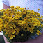 bitterweed