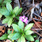 Verbena