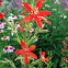 Royal catchfly