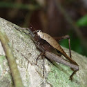 Cricket