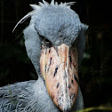 Shoe bill Stork
