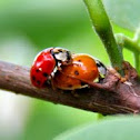 2 Ladybugs