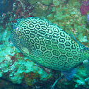 Honeycomb Cowfish