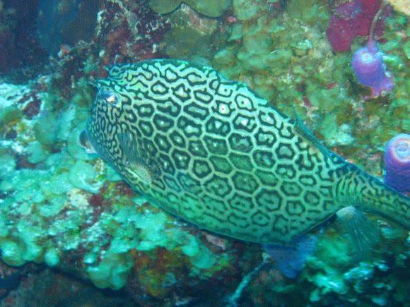 Spotting Image 1