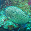 Honeycomb Cowfish