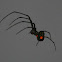 Orchard Orbweaver