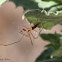 Long-jawed Orb Weaver